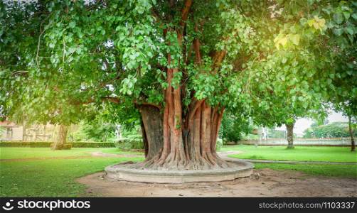 bodhi tree and green bodhi leaf with sunlight at temple thailand / Tree of buddhism