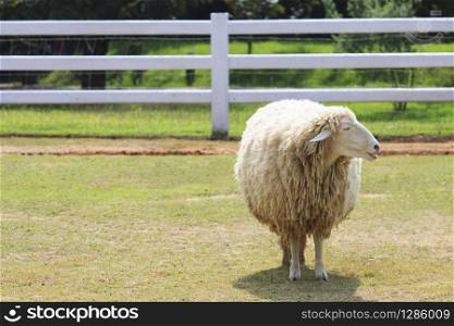 body part of sheep face standing on green grass field in ranch farm