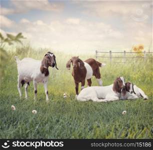 Boer goats mother and babies resting in the grassland. Boer goats mother and babies resting