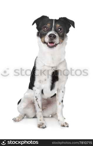 boerenfox terrier. boerenfox terrier in front of a white background