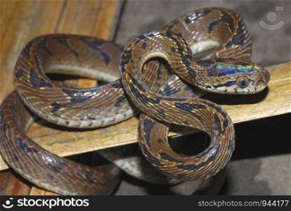 Boiga gokool. Eastern cat Snake.A snake found in the Lowland forest of NE India.Arunachal Pradesh. India