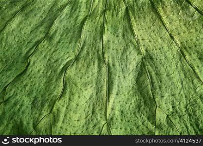 Boj tree green leaf macro closeup texture nature backgrounds