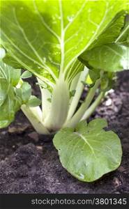 bok choi or chinese white cabbage in garden