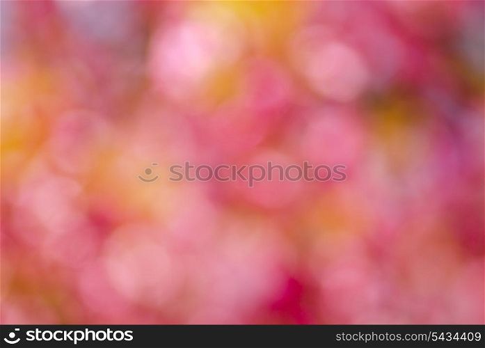 Bokeh. Abstract background for desing. Made from defocused pink flowers.
