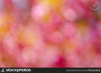 Bokeh. Abstract background for desing. Made from defocused pink flowers.