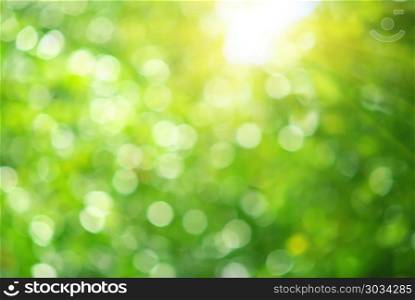 Bokeh background of foliage. Nature composition.. Bokeh background