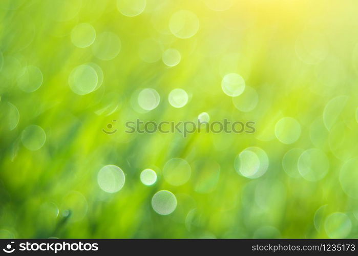 Bokeh background of foliage. Nature composition. Element of design.