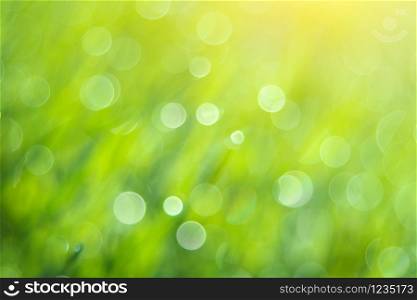 Bokeh background of foliage. Nature composition. Element of design.