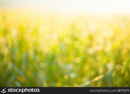 Bokeh background, rice fields, bright green