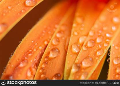 Bokeh background with water drops on orange flower petals