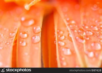 Bokeh background with water drops on orange flower petals
