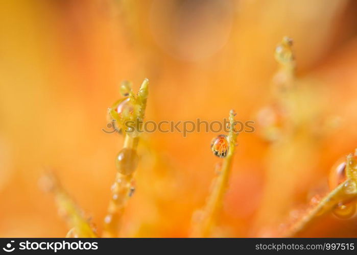 Bokeh background with water drops on orange flower petals