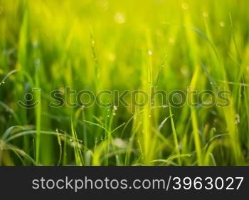 bokeh blure sunrise golden lighting and dew on top grass