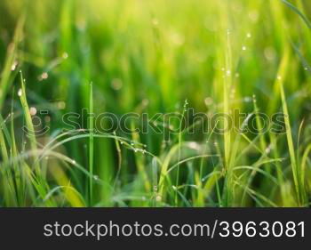 bokeh blure sunrise golden lighting and dew on top grass