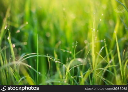 bokeh blure sunrise golden lighting and dew on top grass