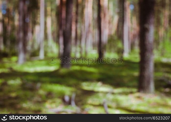 Bokeh in forest. Bokeh in forest. Beautiful green blur background. Bokeh in forest