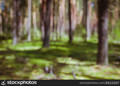 Bokeh in forest. Bokeh in forest. Beautiful green blur background. Bokeh in forest