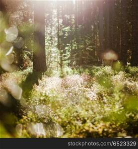 Bokeh in forest. Bokeh in forest. Beautiful green blur background. Bokeh in forest