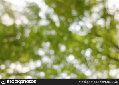 Bokeh tree branch, abstract spring blur green natural forest background