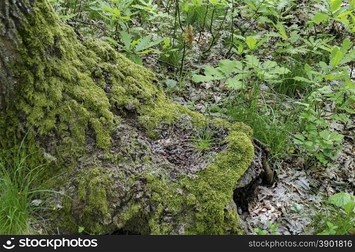 Bole of oak or Quercus close up with moss growing on bark and sapling about