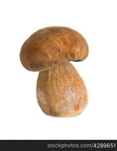 Boletus, cep mushroom isolated on white background