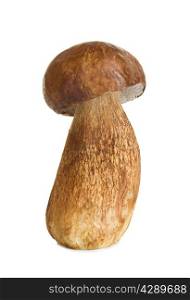 Boletus, cep mushroom isolated on white background