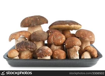 Boletus Edulis mushroom isolated on white