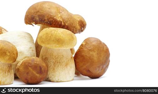 Boletus edulis mushroom isolated on white background