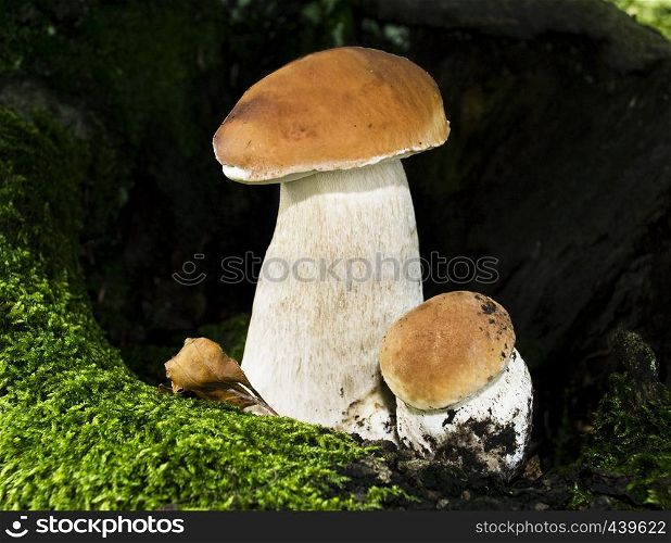 Boletus edulis mushroom on forest background