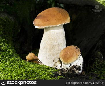 Boletus edulis mushroom on forest background