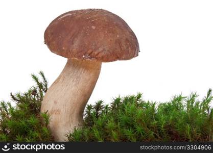 boletus edulis mushroom on moss isolated on white
