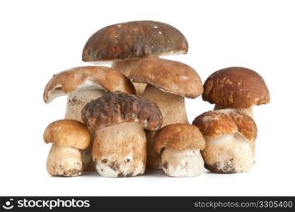 Boletus Edulis mushrooms isolated on white