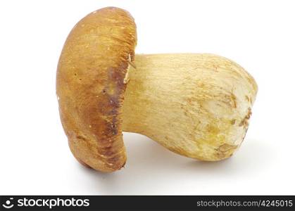 boletus edulis mushrooms on over white background