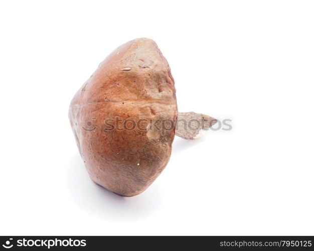 boletus edulis on white background