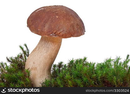 Boletus Edulis with moss