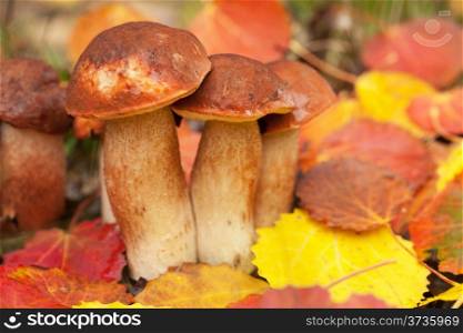 boletus in forest