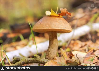 boletus mushroom in the grass, a tree leaf on the mushroom cap. a tree leaf on the mushroom cap, boletus mushroom in the grass