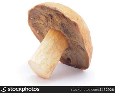 boletus on a white background