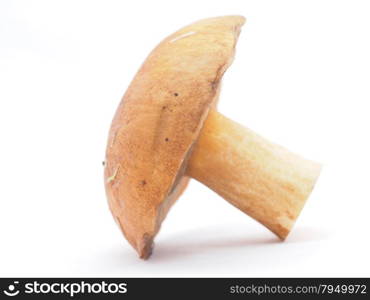 boletus on a white background