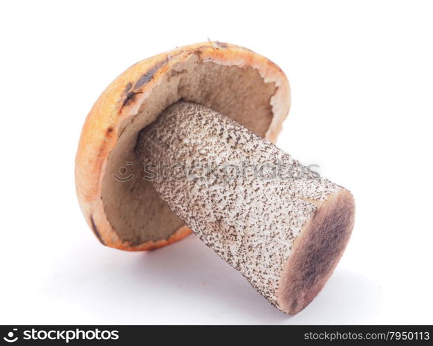 boletus on a white background