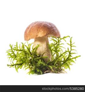 boletus with moss isolated on the white background