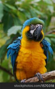 Bolivian blue and yellow macaw ith ruffled feathers.