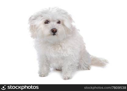 bolognezer(Bichon group) isolated on white