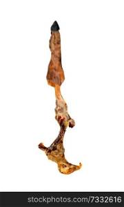 Bone of a Iberian Ham Leg , after it has been eated Isolated on a white background