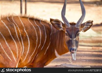 Bongo, a brown antelope with white stripes and spiral horn