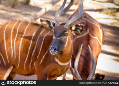 Bongo, a brown antelope with white stripes and spiral horn