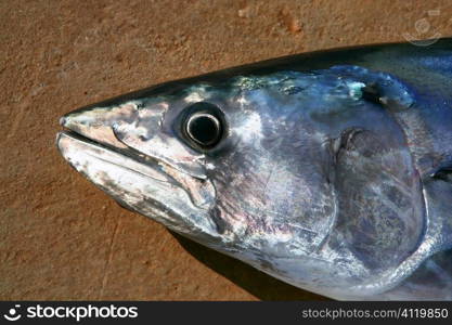 Bonito tuna, Sarda Sarda, close up portrait macro