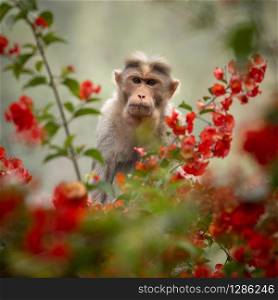 Bonnet Macaque monkey sitting in red flowered branches. Wayanad, India