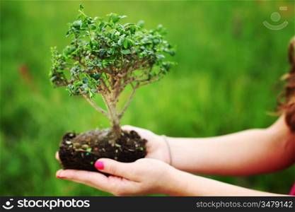 bonsai in hands on green grass background