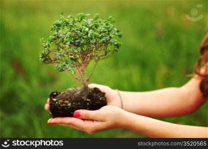 bonsai in hands on green grass background